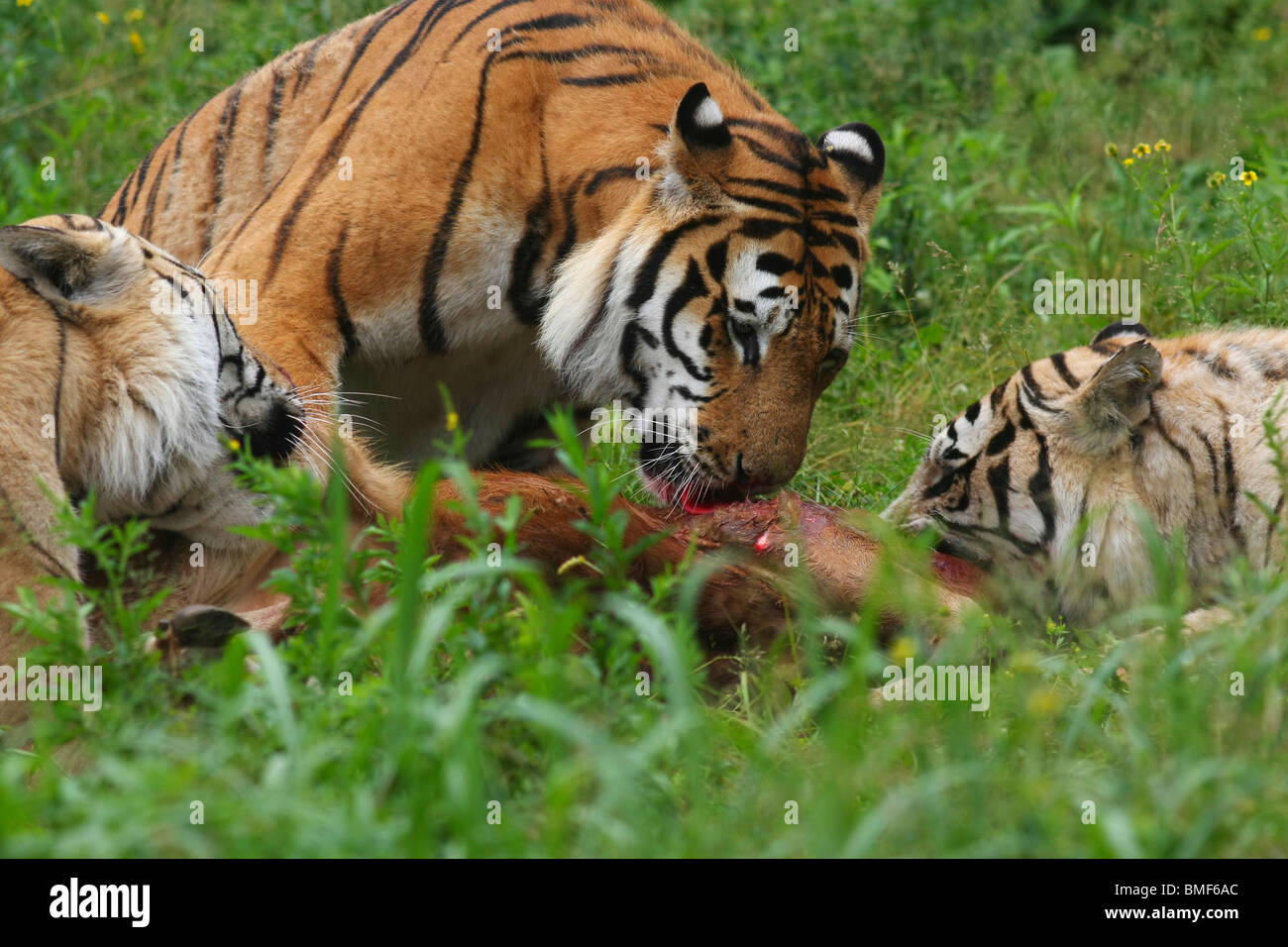 Tigers eating the carcass of a cattle, Hengdaohezi Siberian Tiger Park