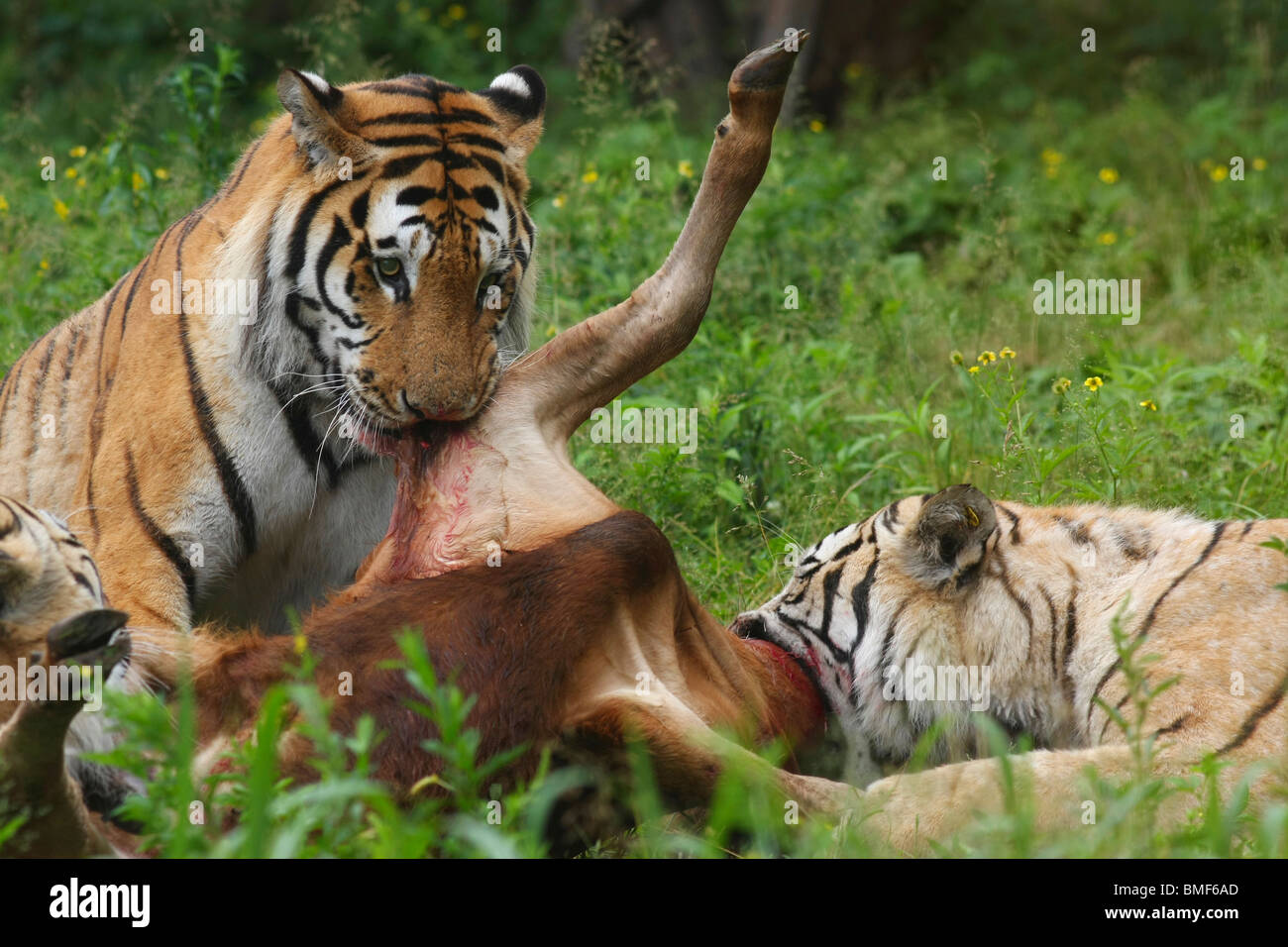 Tigers eating the carcass of a cattle, Hengdaohezi Siberian Tiger Park, Hailin, Mudanjiang, Heilongjiang Province, China Stock Photo