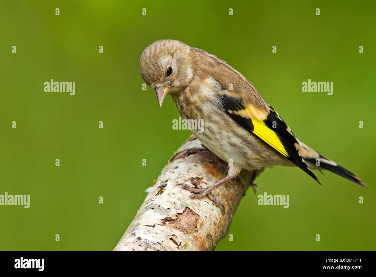 Goldfinch, juvenile Stock Photo