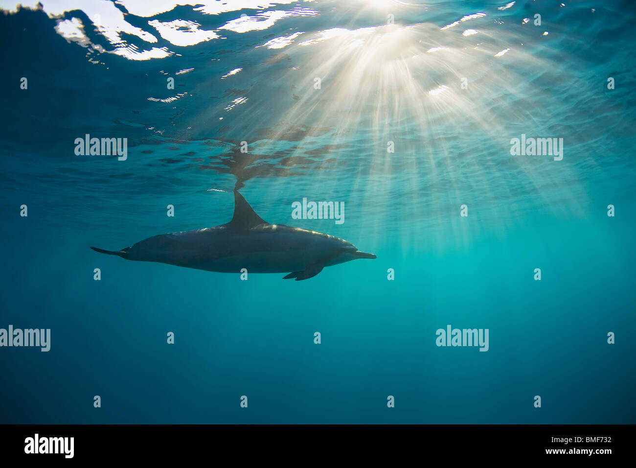 Dolphin swims with sun rays in Maui waters. Stock Photo