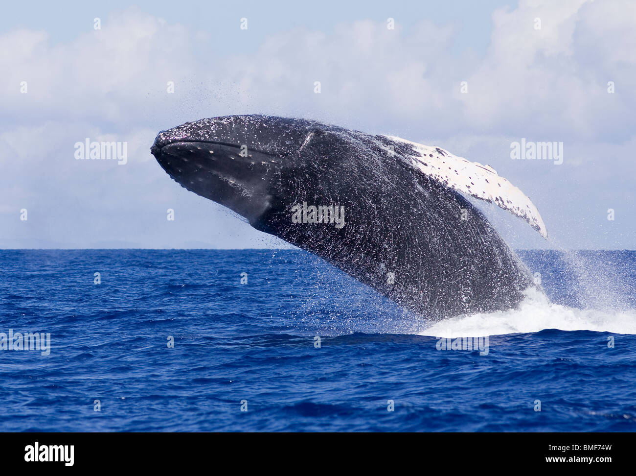 Humpback whale breaching with clouds in the background near Maui, Hawaii. Stock Photo