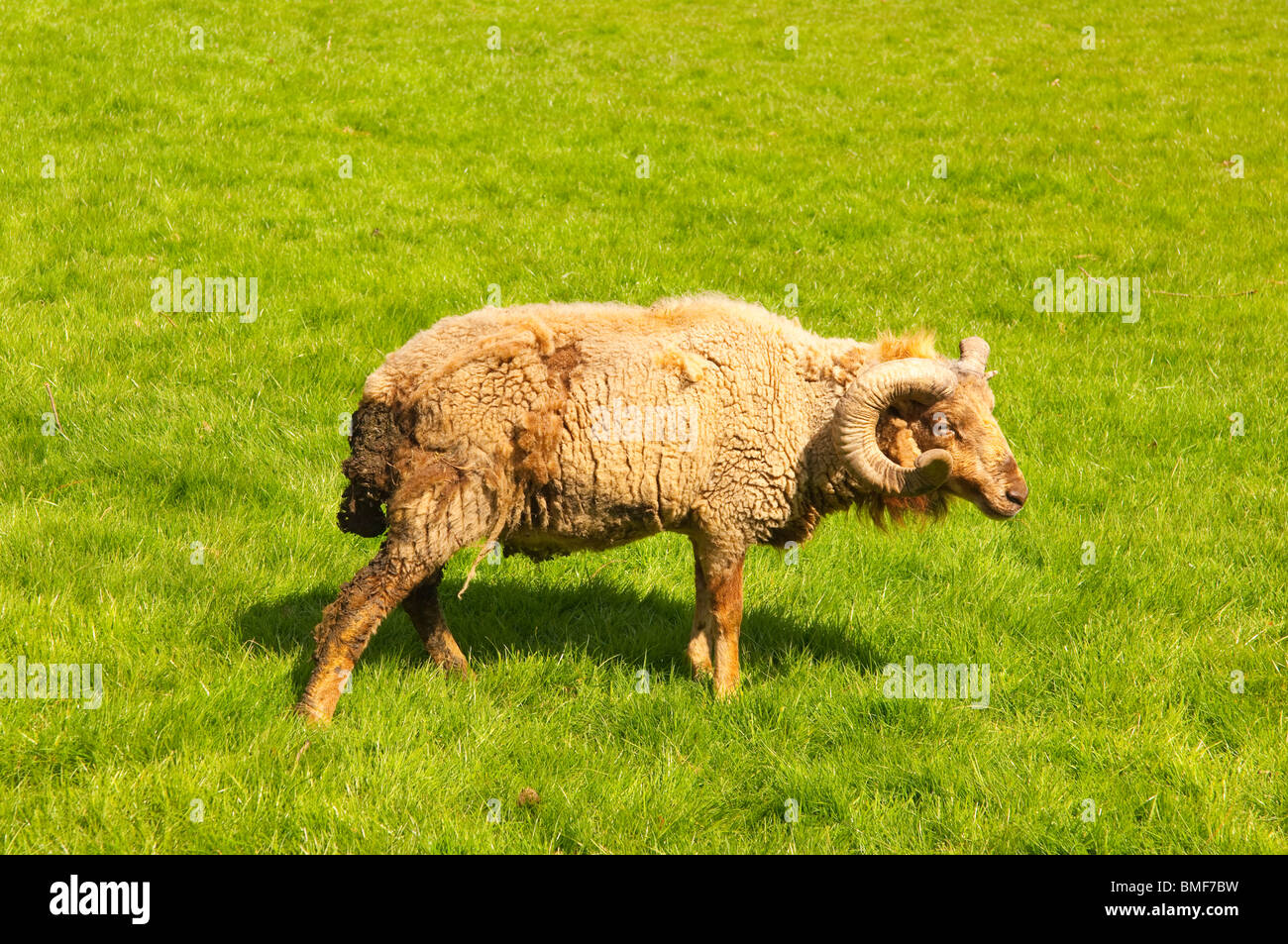 A ram at Easton Farm Park in Easton , Woodbridge , Suffolk , England , Great Britain , Uk Stock Photo