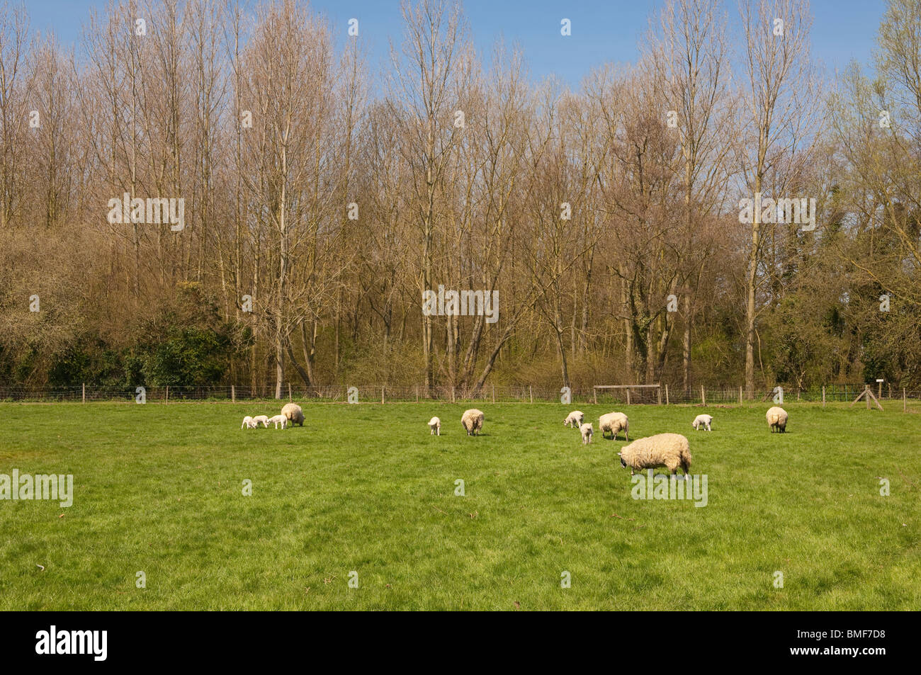 Sheep at Easton Farm Park in Easton , Woodbridge , Suffolk , England , Great Britain , Uk Stock Photo