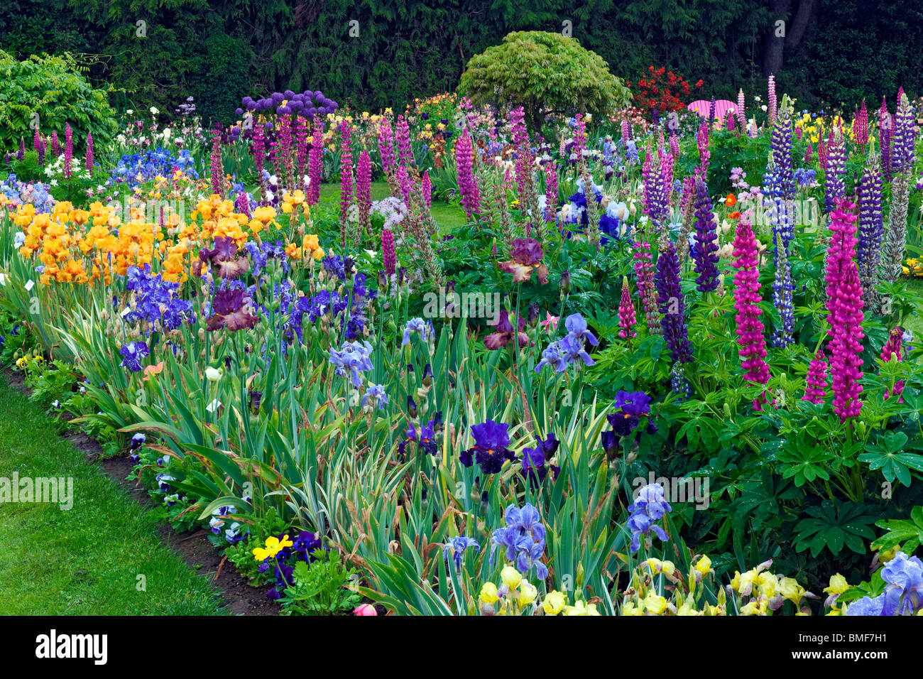 Many varieties of lupine and irises bloom at Schreiner's Iris Display Garden in Oregon's Marion County. Stock Photo