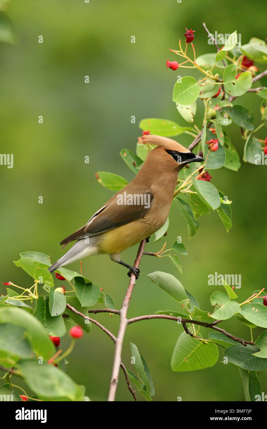 Cedar waxwing on serviceberry Stock Photo - Alamy