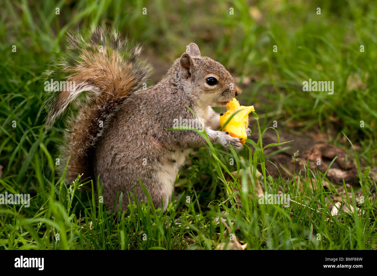 Wild Peach High Resolution Stock Photography and Images Alamy