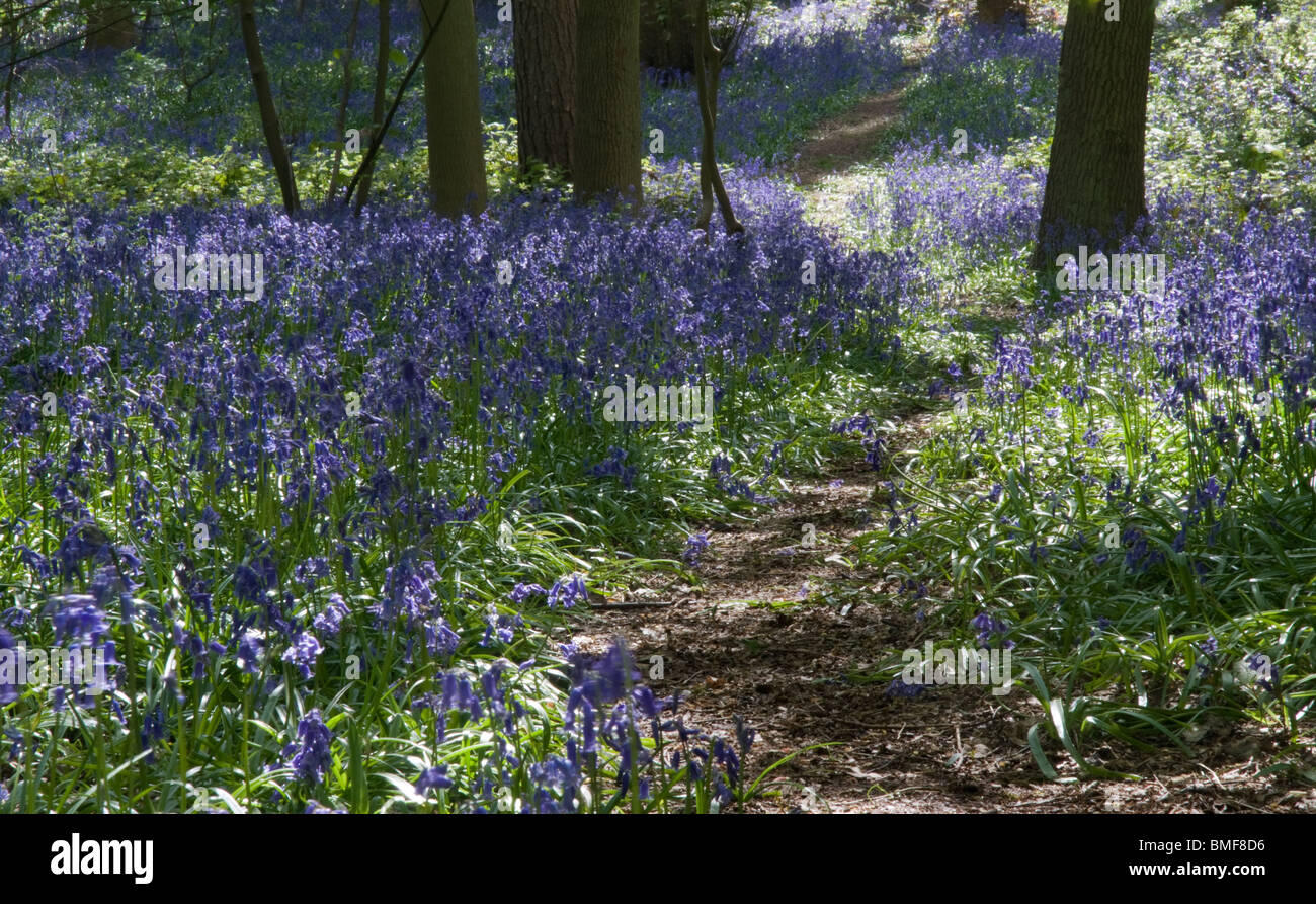 A woodland path through bluebells Stock Photo - Alamy