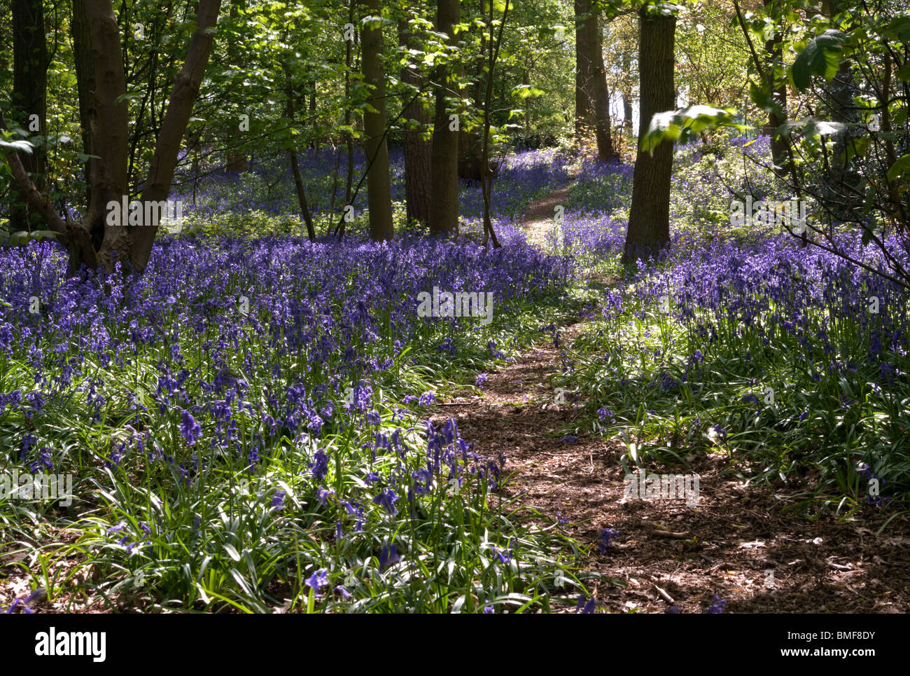 A pathway through a bluebell woodland. Stock Photo