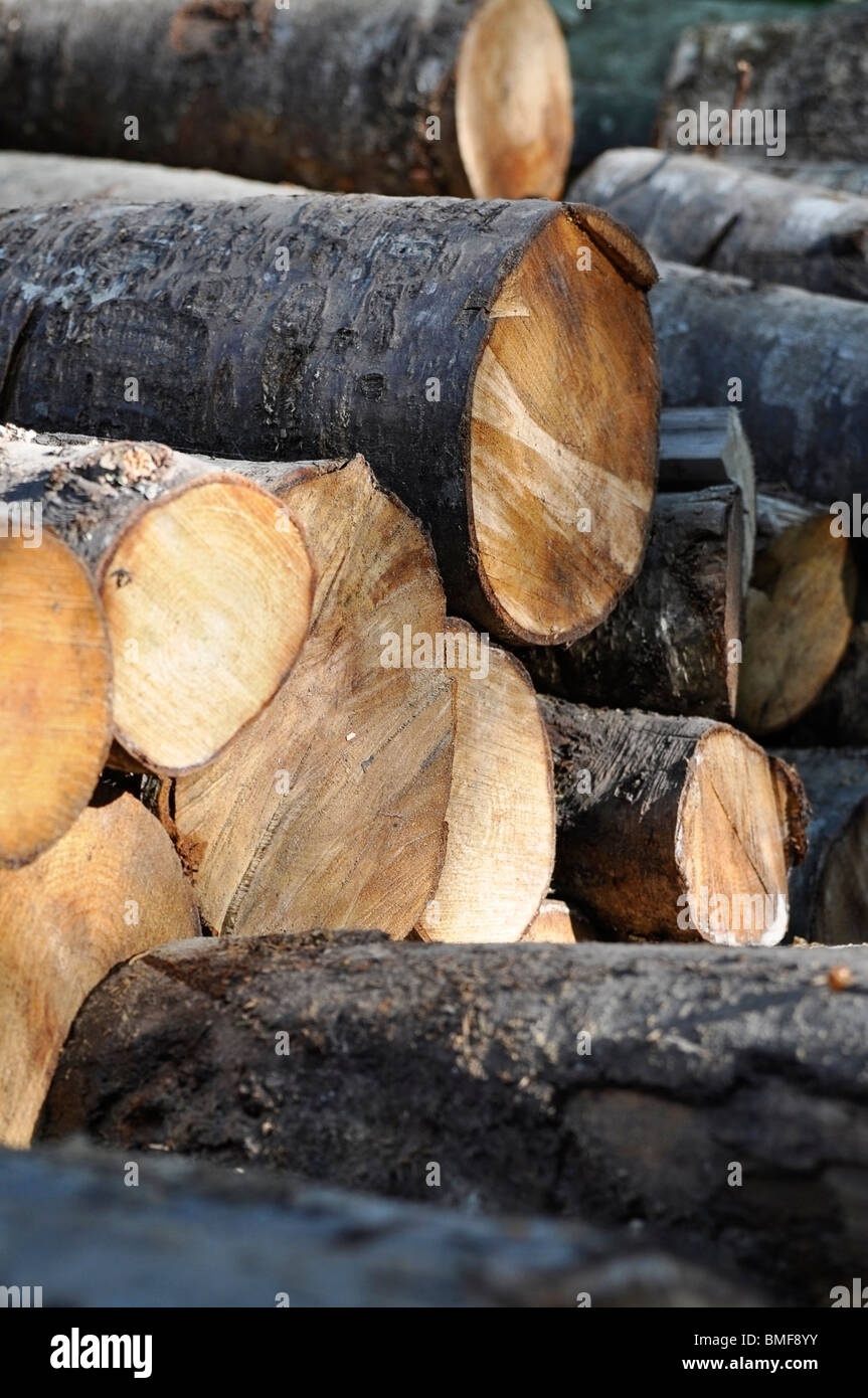 Logs of Wood Stock Photo