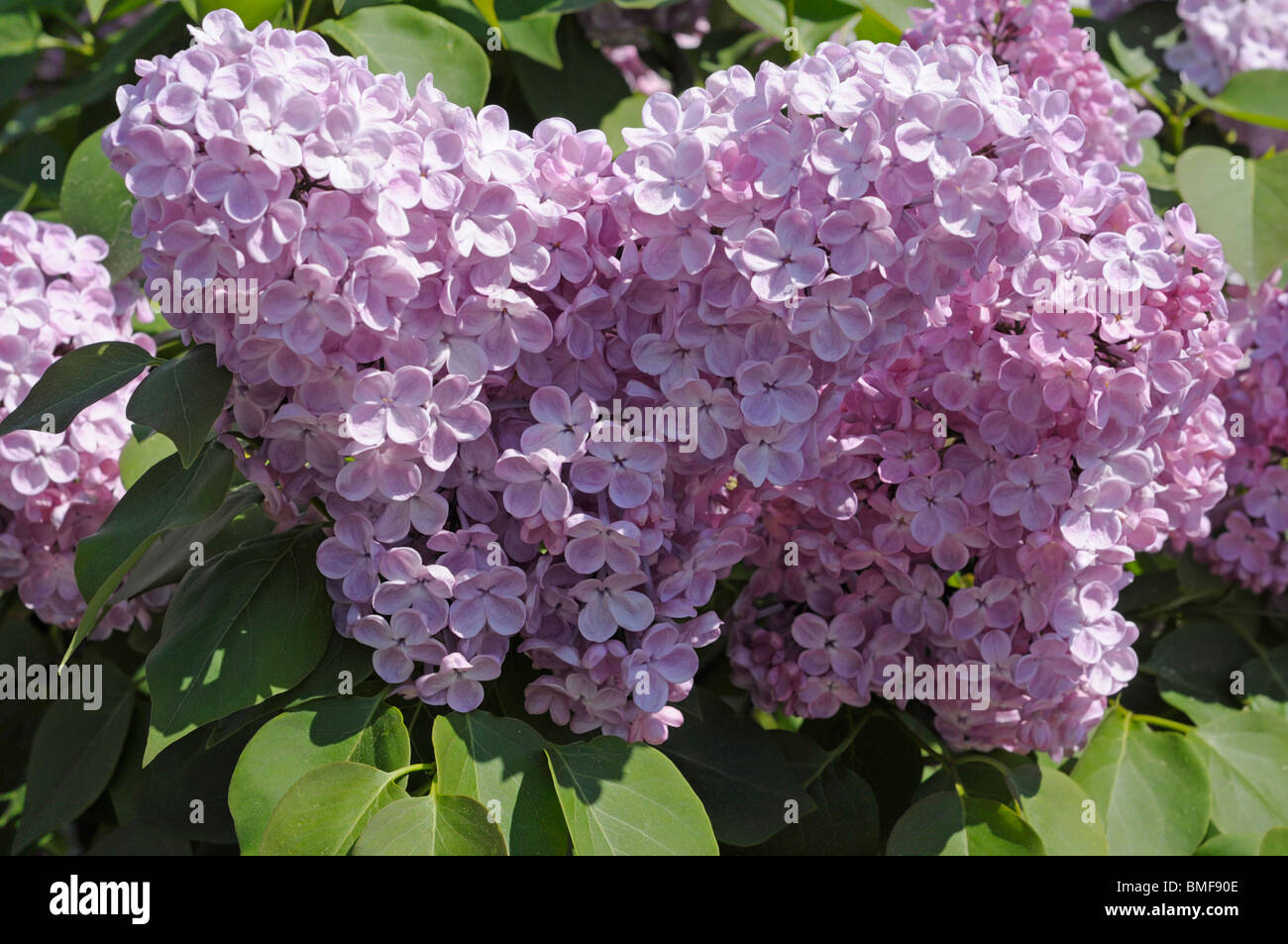 Lilac Blossoms (syringa vulgaris) Stock Photo