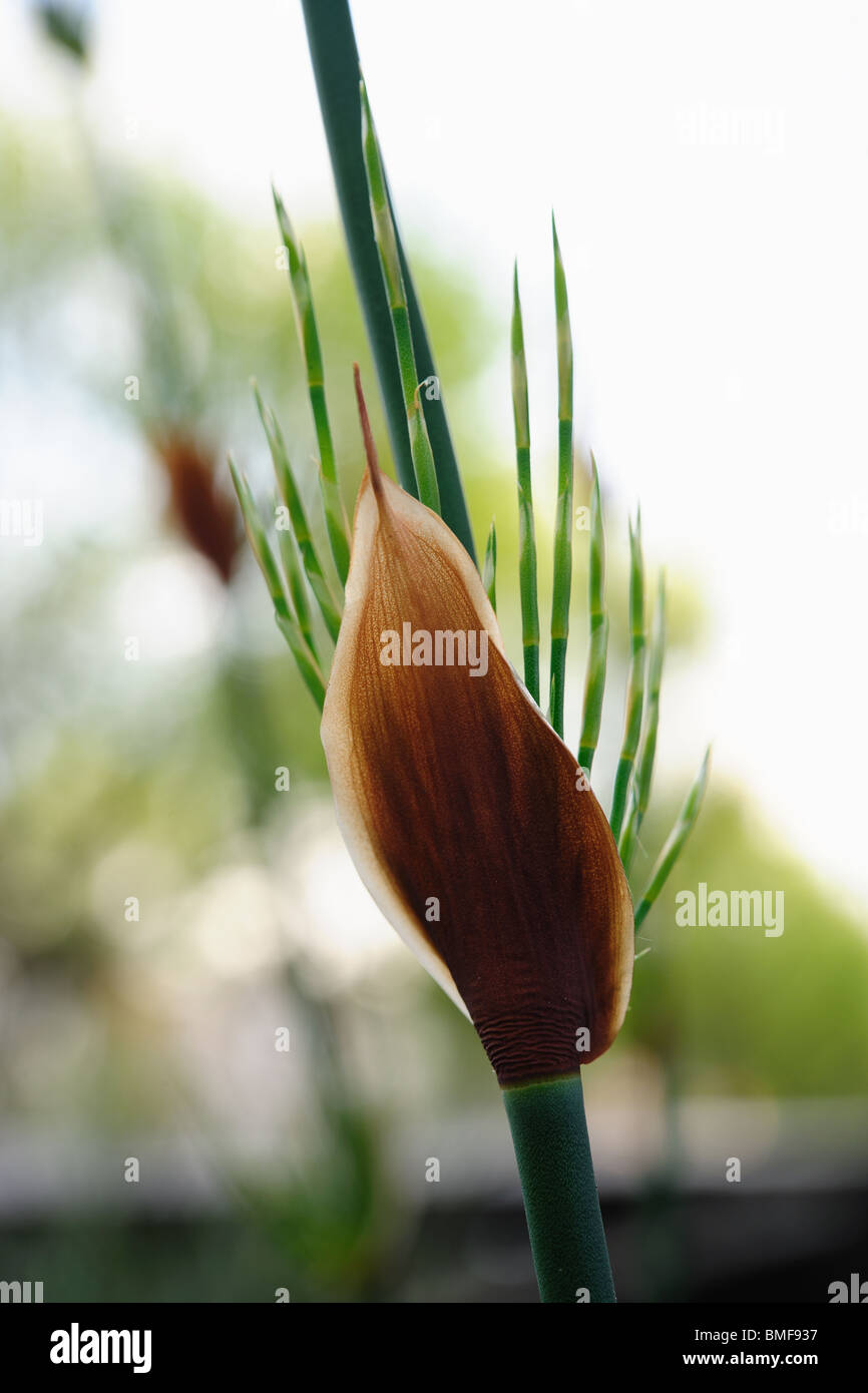 Sheath of Horsetail Restio or Broom Reed (Elegia capensis) which protects the growing point as each section of the plant is form Stock Photo