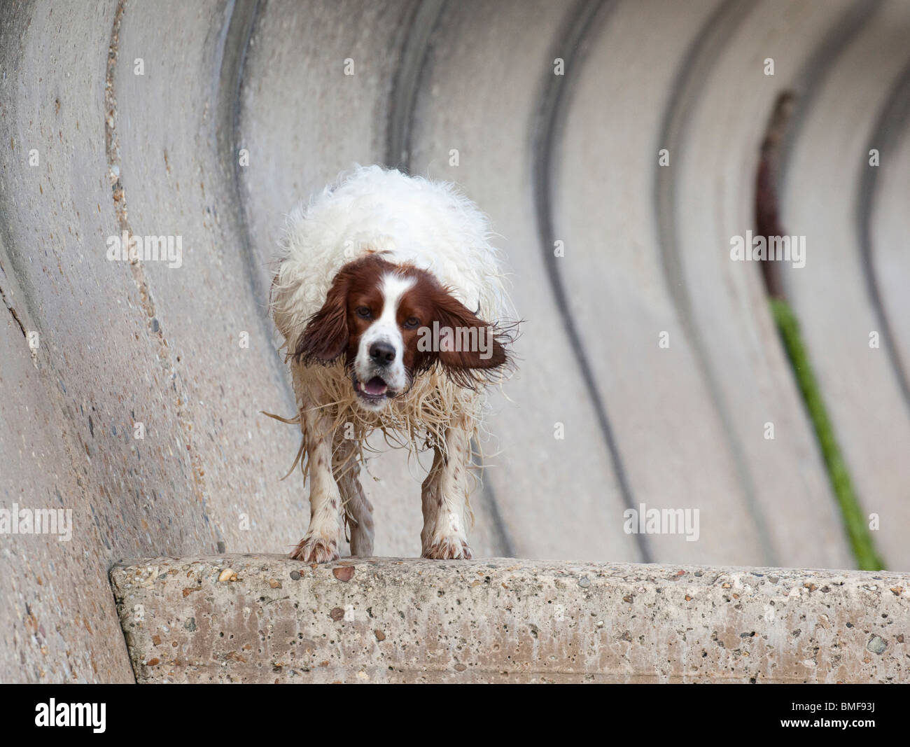border collie dog standing on wall UK Stock Photo