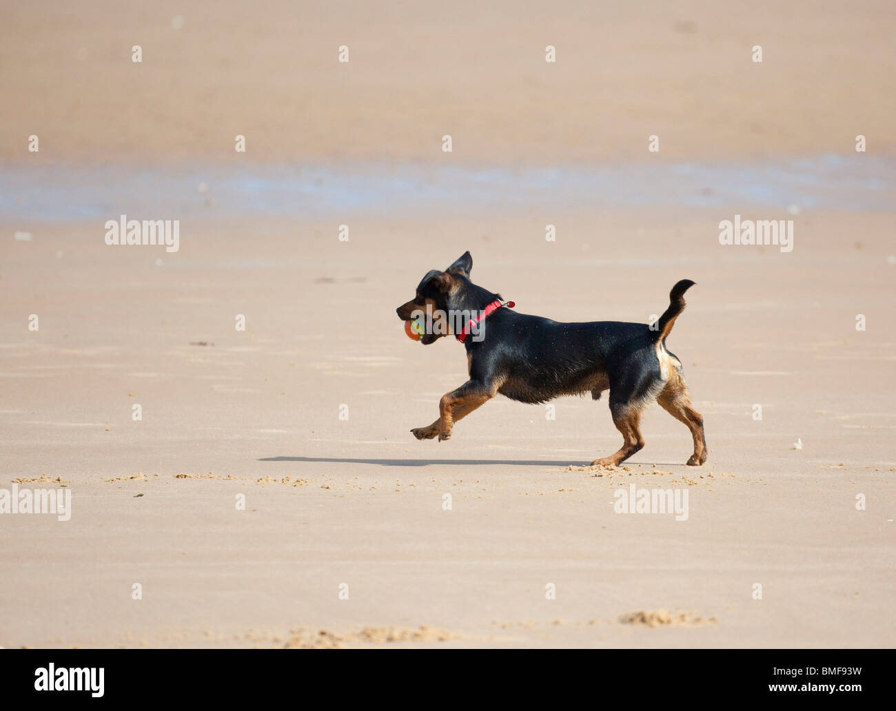 dog running on beach UK Stock Photo