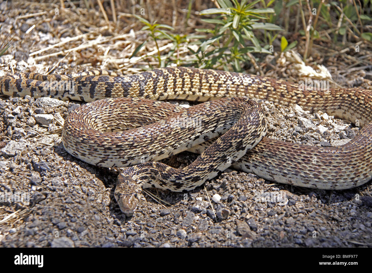 Close up of an agitated Bull Snake Stock Photo