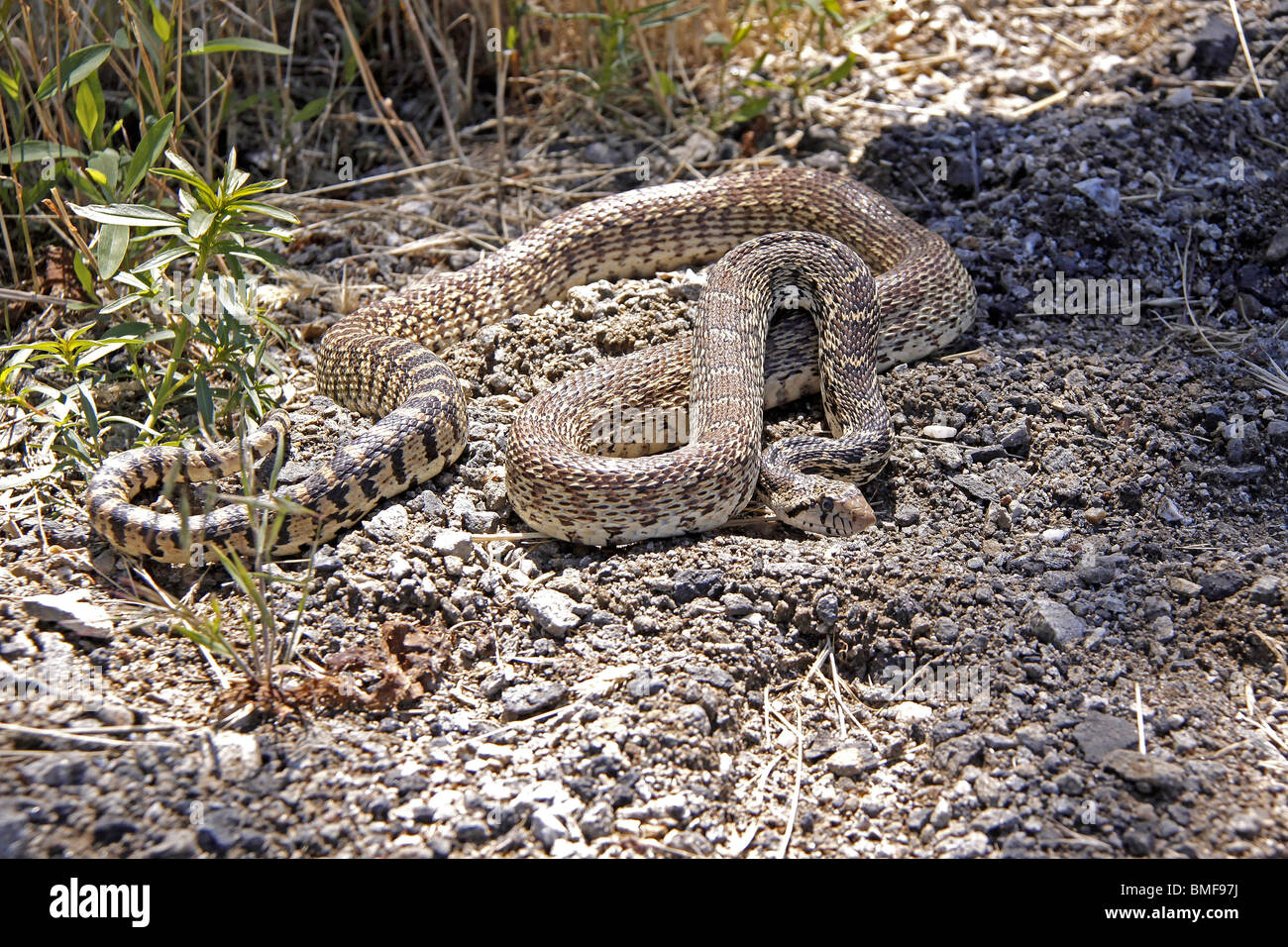 Close up of an agitated Bull Snake Stock Photo
