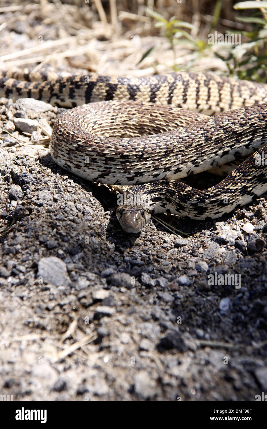 Close up of an agitated Bull Snake Stock Photo