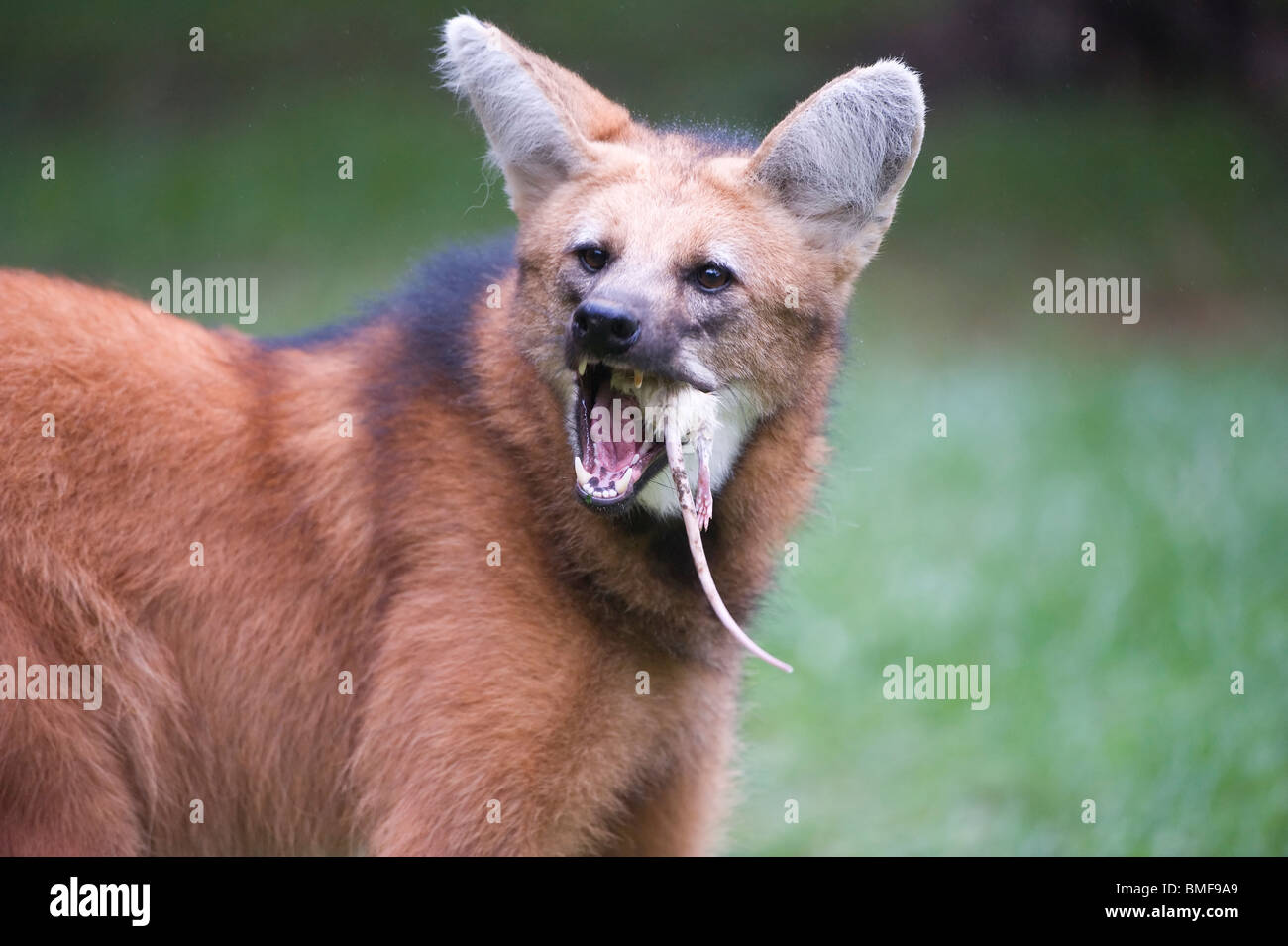 Maned Wolf (Chrysocyon brachyurus) eating a mouse, Brazil Stock Photo