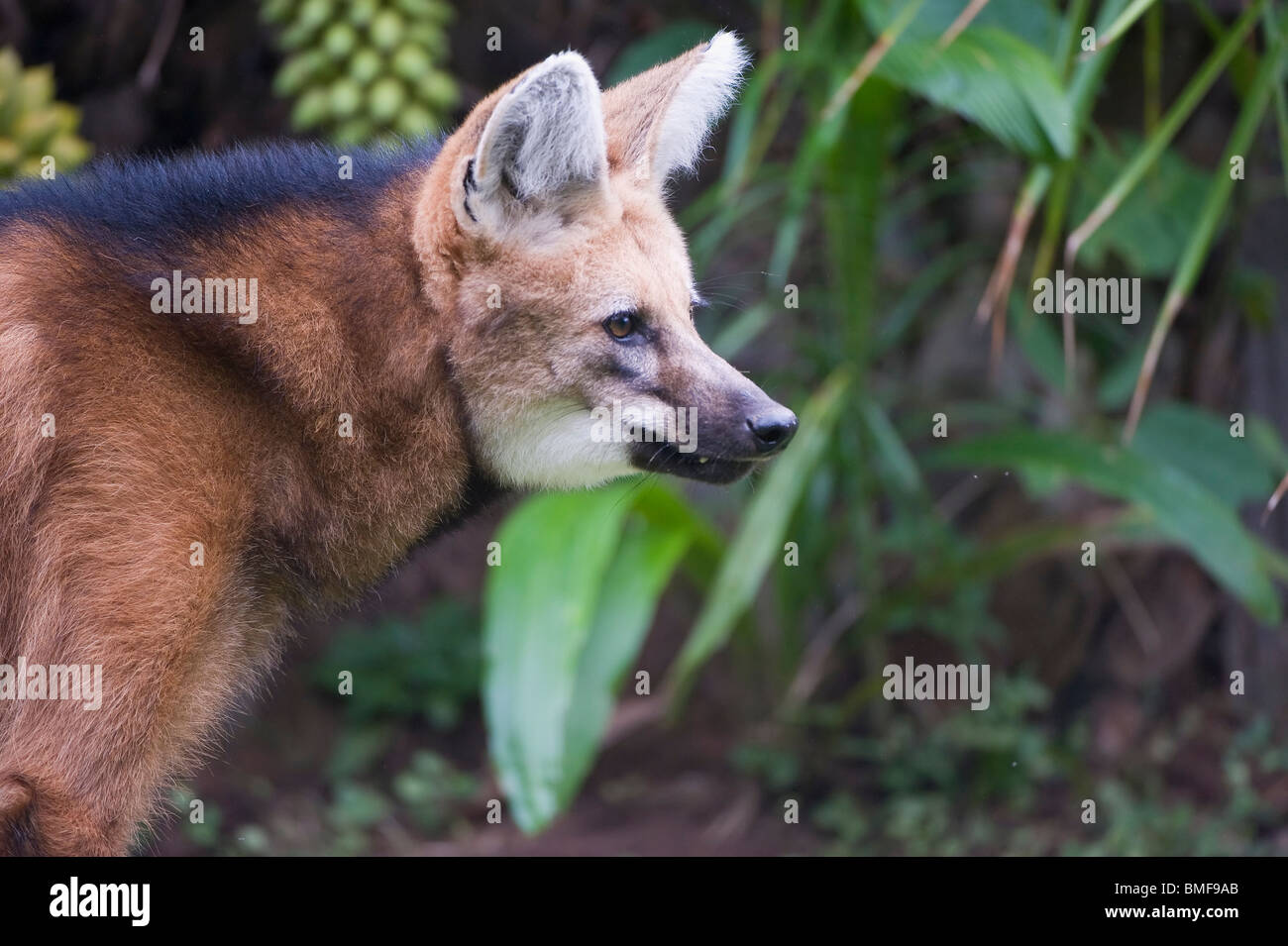 Maned Wolf (Chrysocyon brachyurus), Brazil Stock Photo