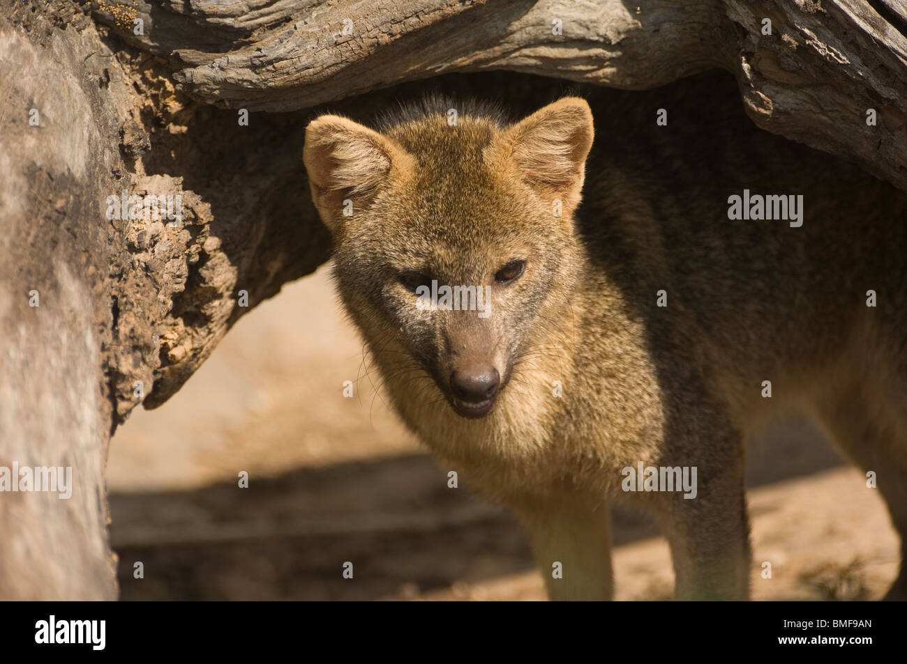 Crab eating fox hires stock photography and images Alamy