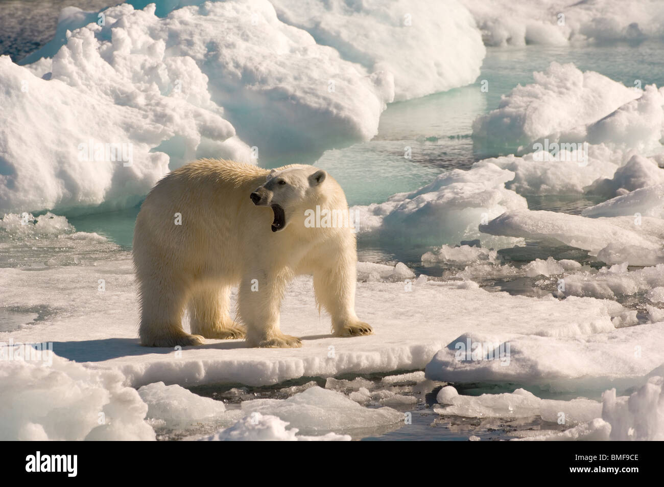 Polar Bear on floating ice, Davis Strait, Labrador Sea, Labrador, Canada Stock Photo