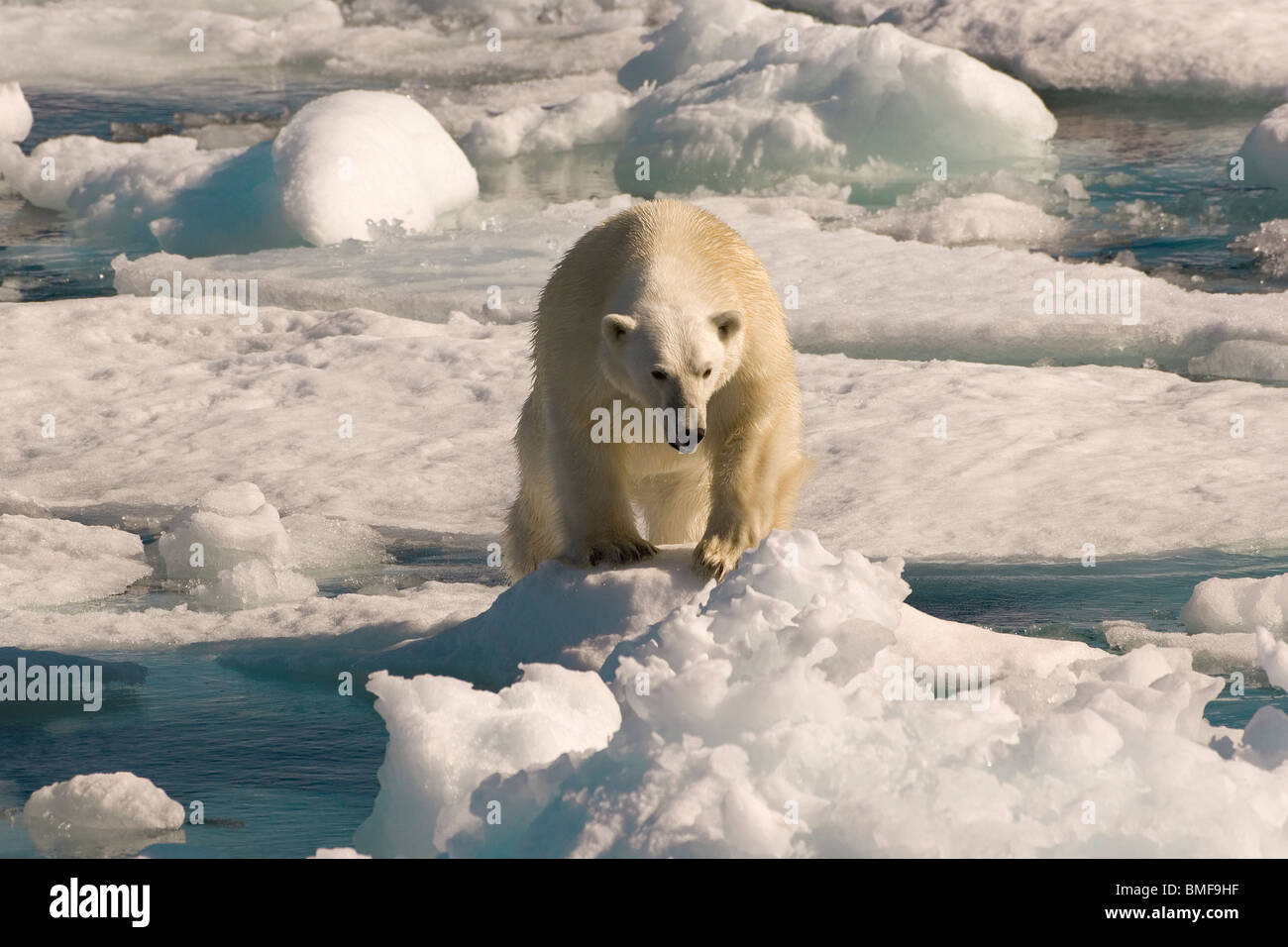 Polar Bear on floating ice, Davis Strait, Labrador See, Labrador, Canada Stock Photo