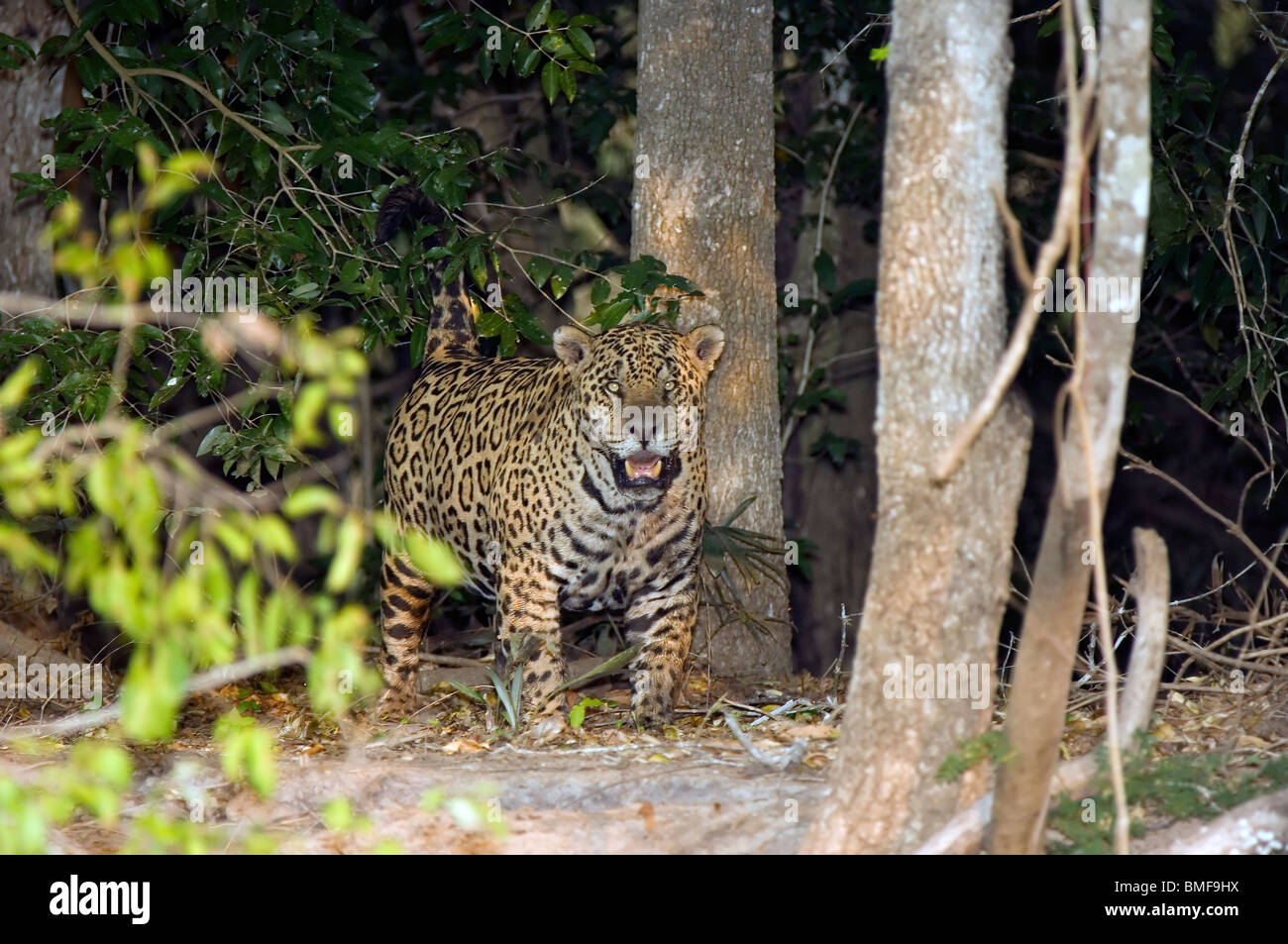 Jaguar (Panthera onca) coming out of the forest, Pantanal, Brazil Stock Photo