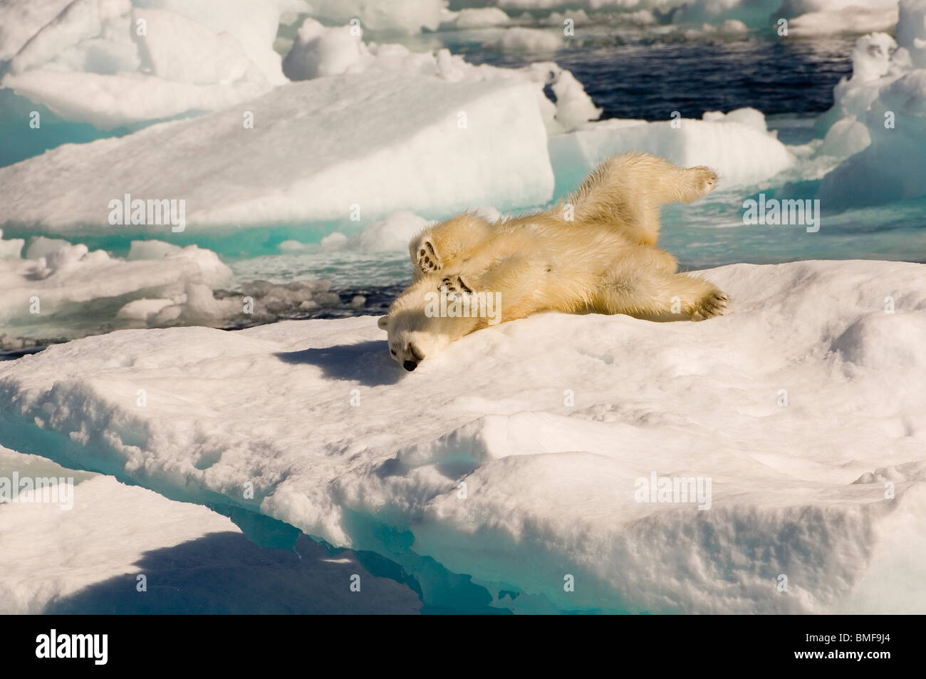 Polar Bear stretching on floating ice, Davis Strait, Labrador See, Labrador, Canada Stock Photo