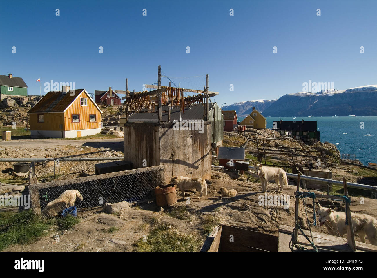 Dogs near a fish rack, Uummannaq, Greenland, Denmark Stock Photo