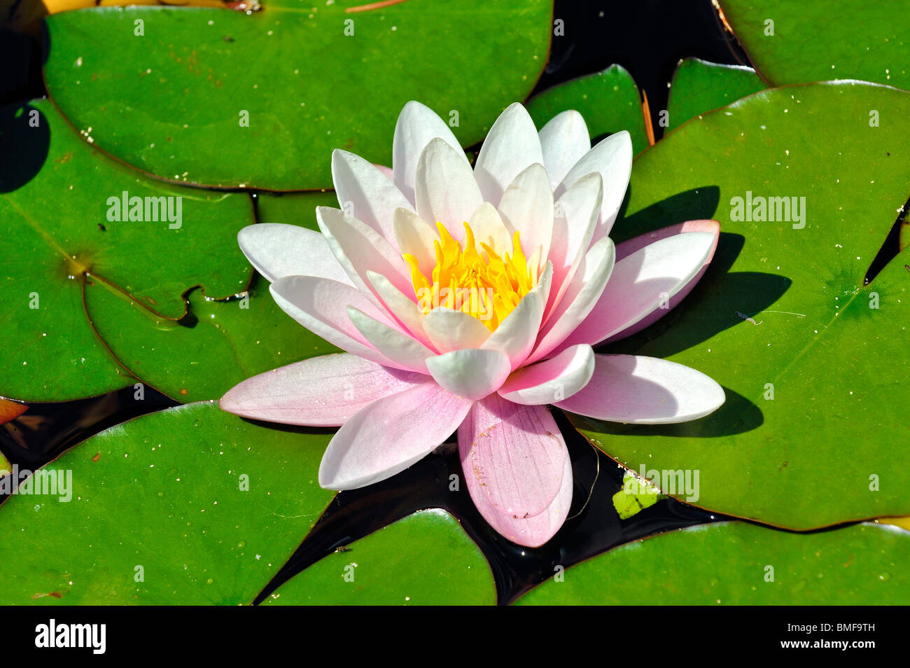Water lily hi-res stock photography and images - Alamy
