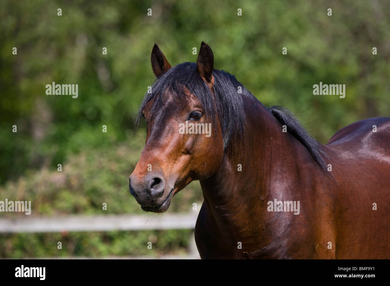 New Forest ponies wild England English Hampshire Stock Photo