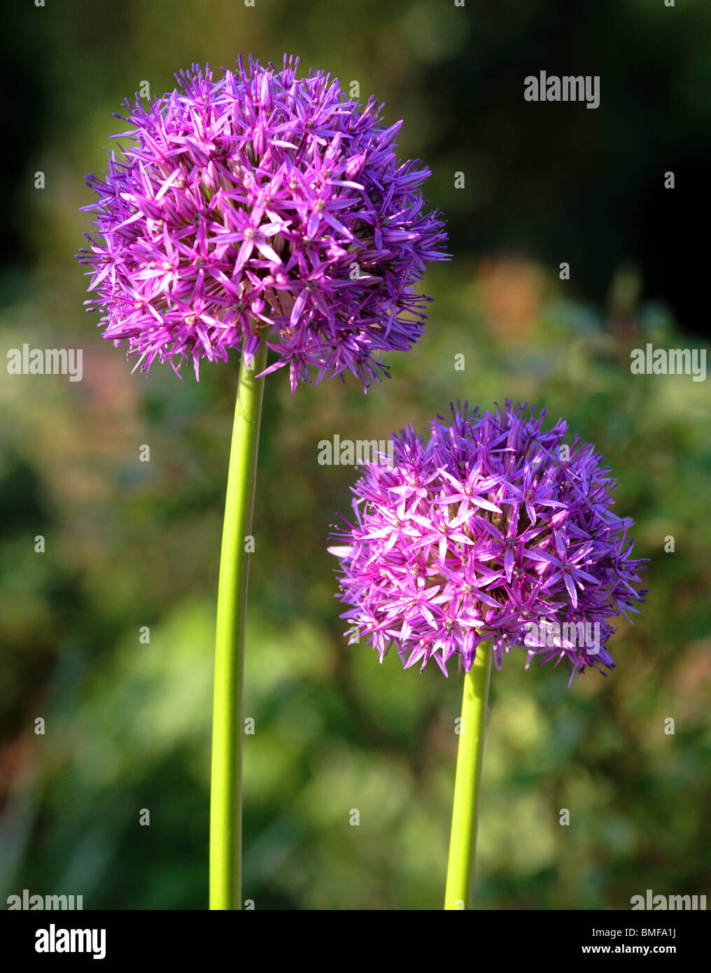 Purple Alium flower heads Stock Photo