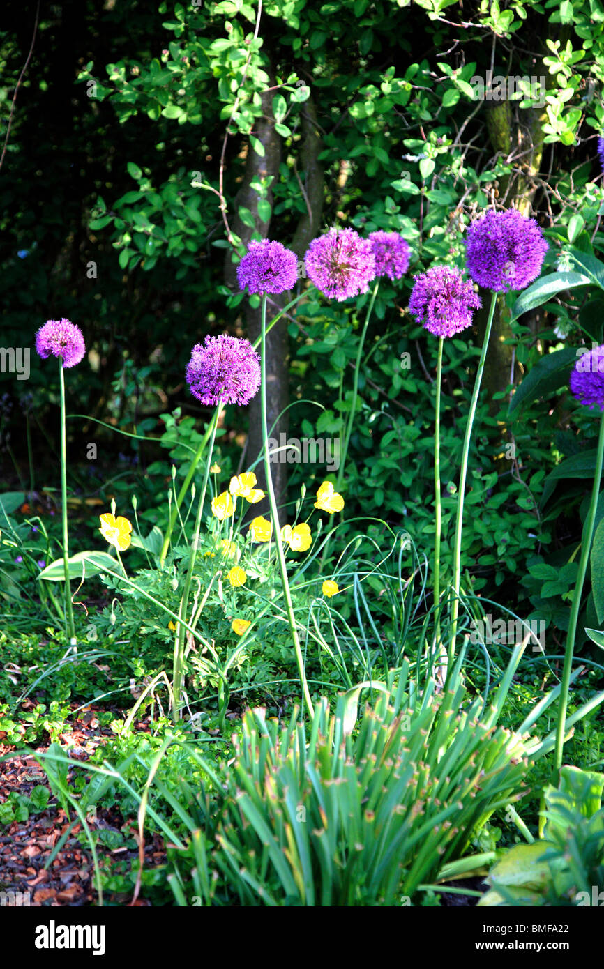 Aliums in herbaceous border Stock Photo