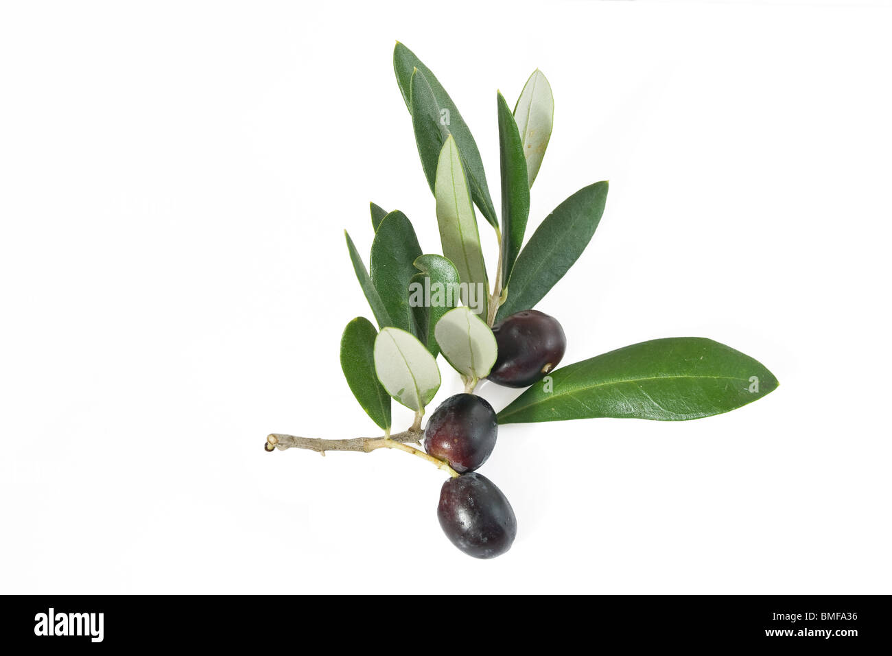 branch with black ripe olives isolated on white background Stock Photo