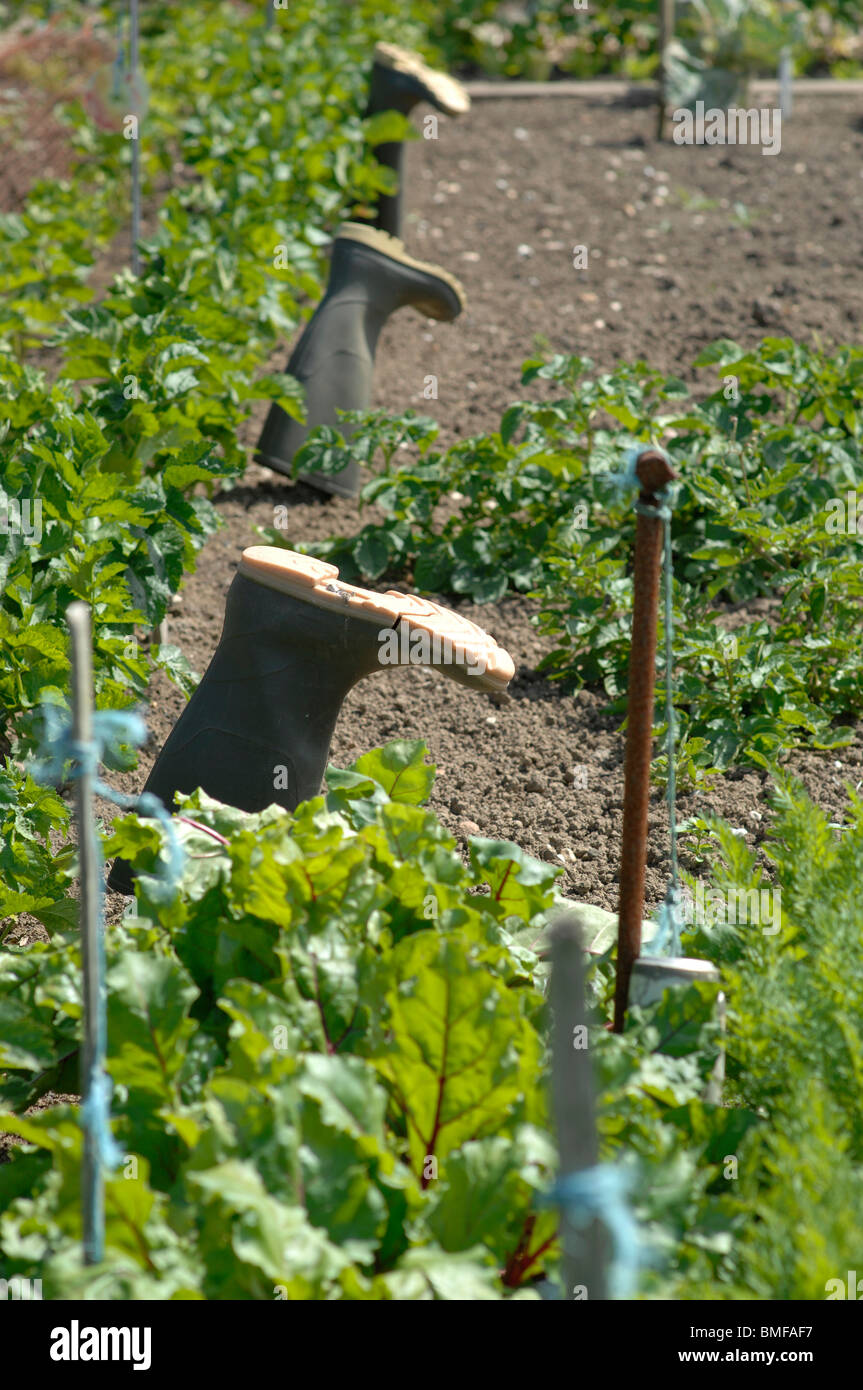 Wellington boots on allotment Stock Photo - Alamy