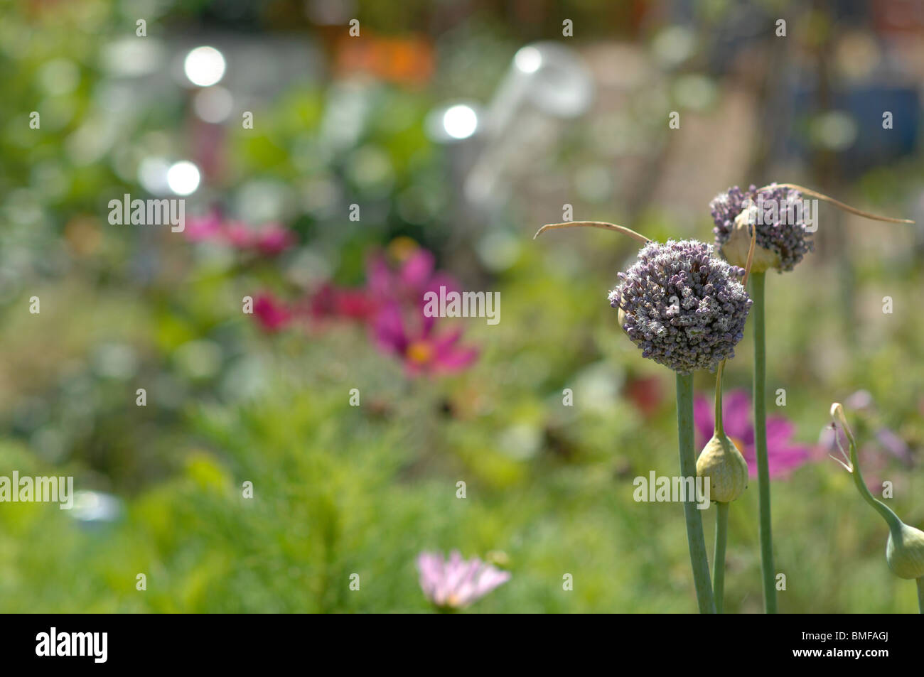 Onion seed heads on an allotment Stock Photo Alamy