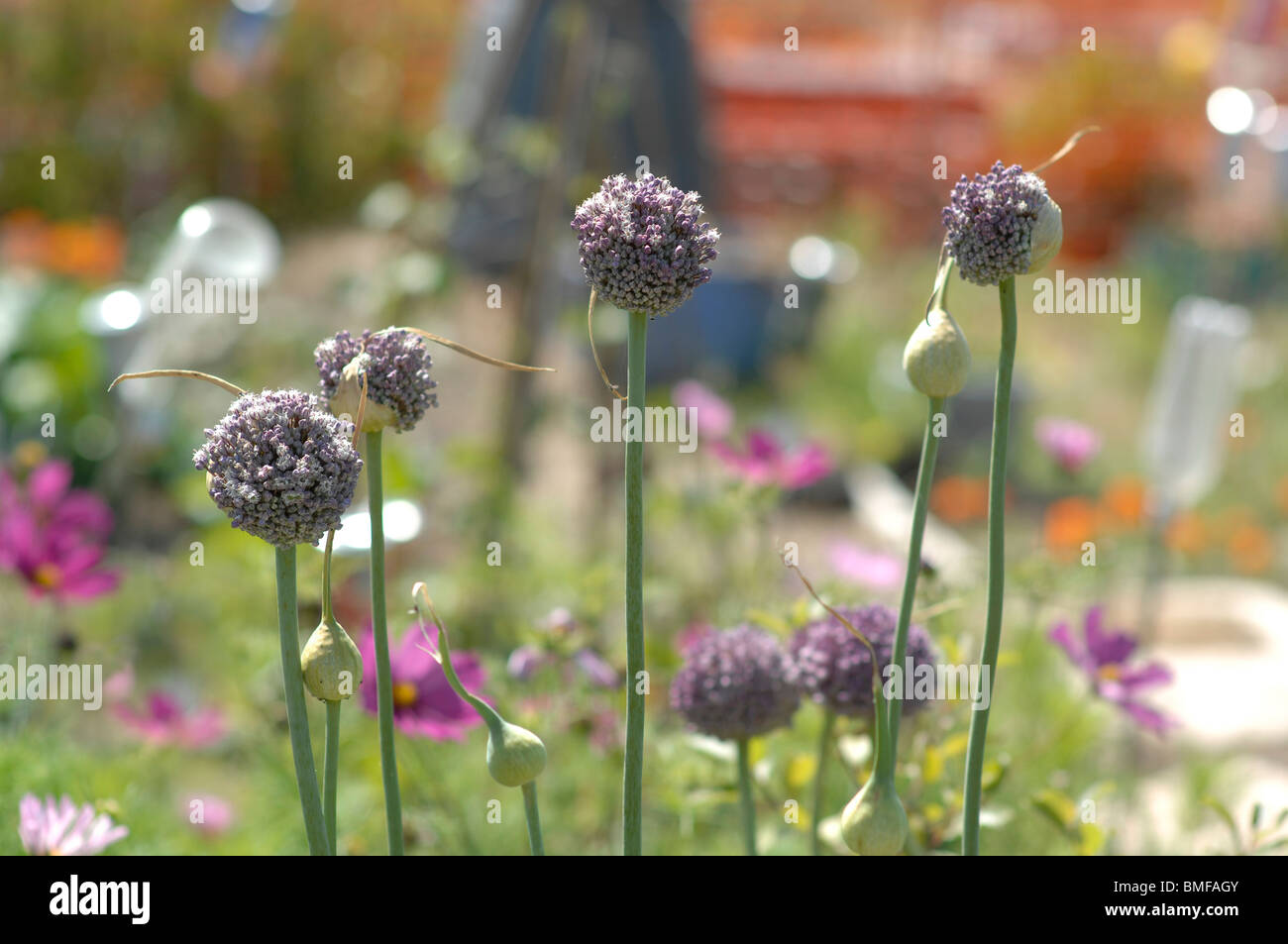 Onion seed heads on an allotment Stock Photo Alamy