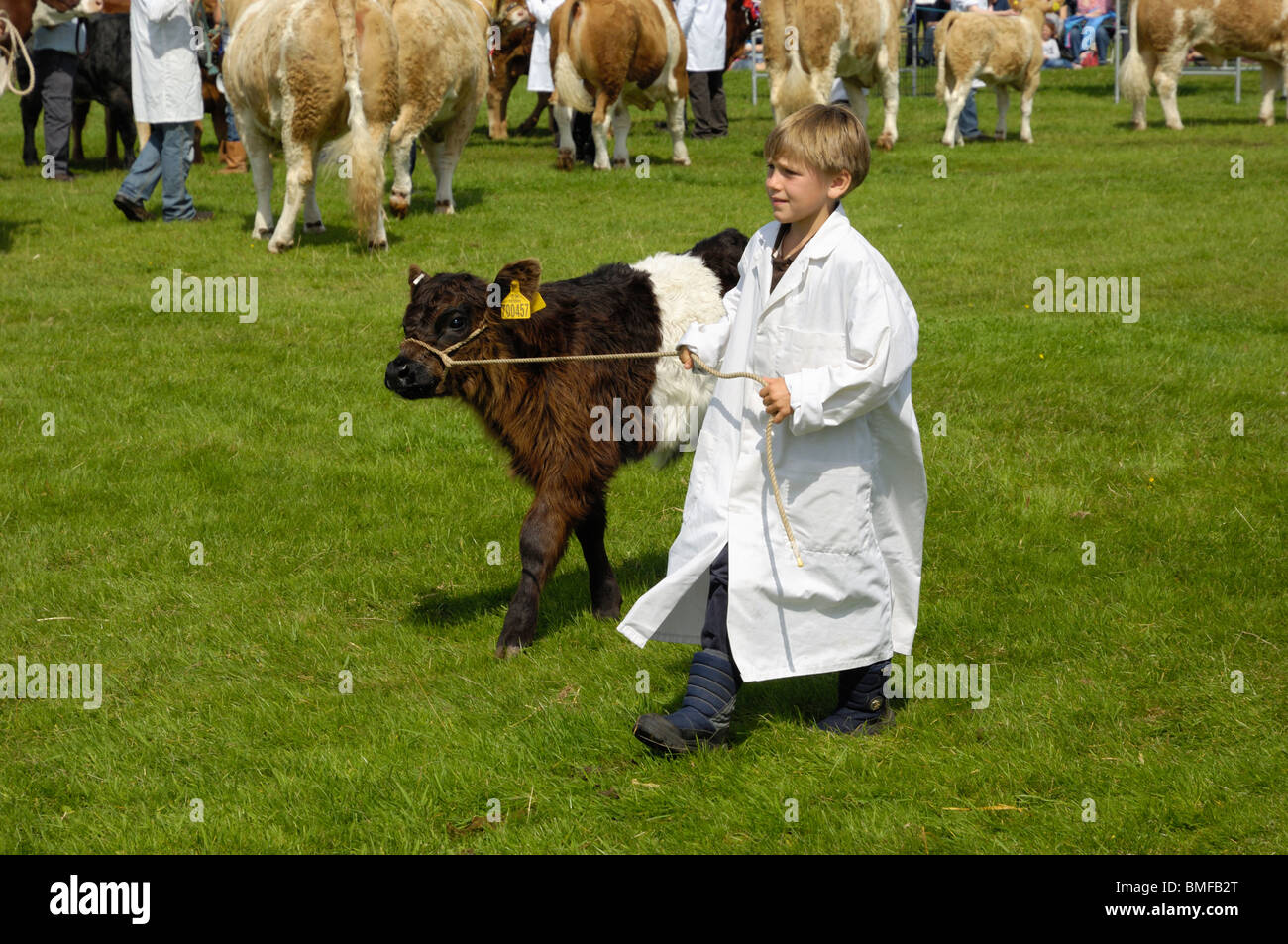 Belted Galloway calf, Stewartry Agricultural Show 2009, Castle Douglas, Dumfries & Galloway, Scotland Stock Photo