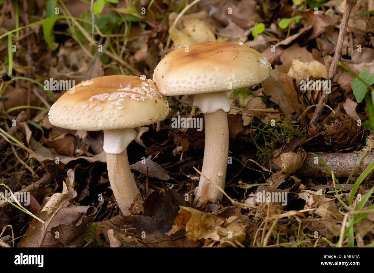 The Blusher, Amanita rubescens, fungi in mixed woodland Stock Photo