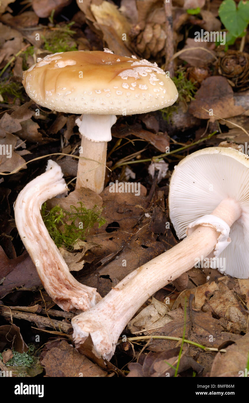 The Blusher, Amanita rubescens, fungi in mixed woodland Stock Photo