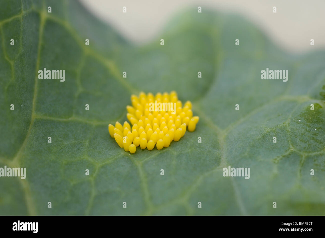 Large White Butterfly eggs, Pieris brassicae, on cabbage leaf Stock