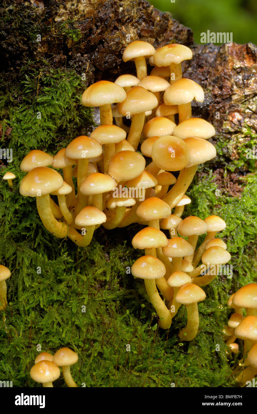Fungi growing on tree stump hires stock photography and images Alamy
