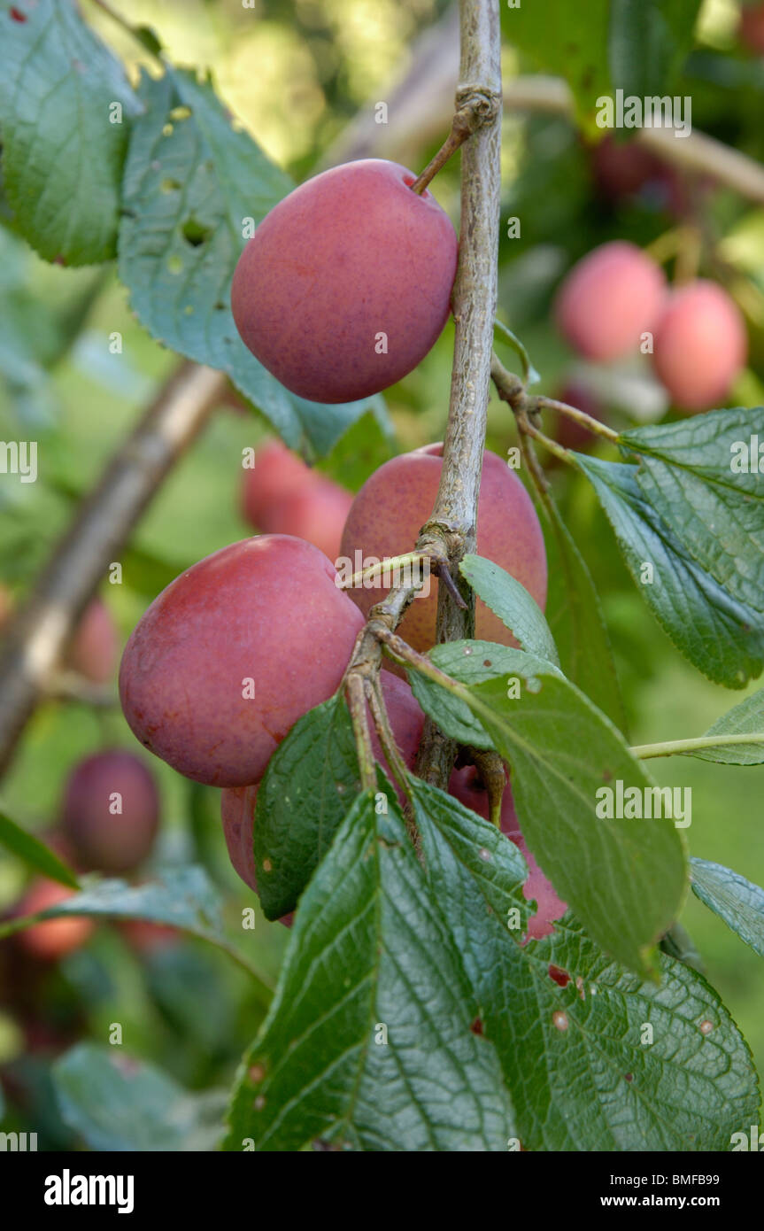 Victoria plum tree hires stock photography and images Alamy