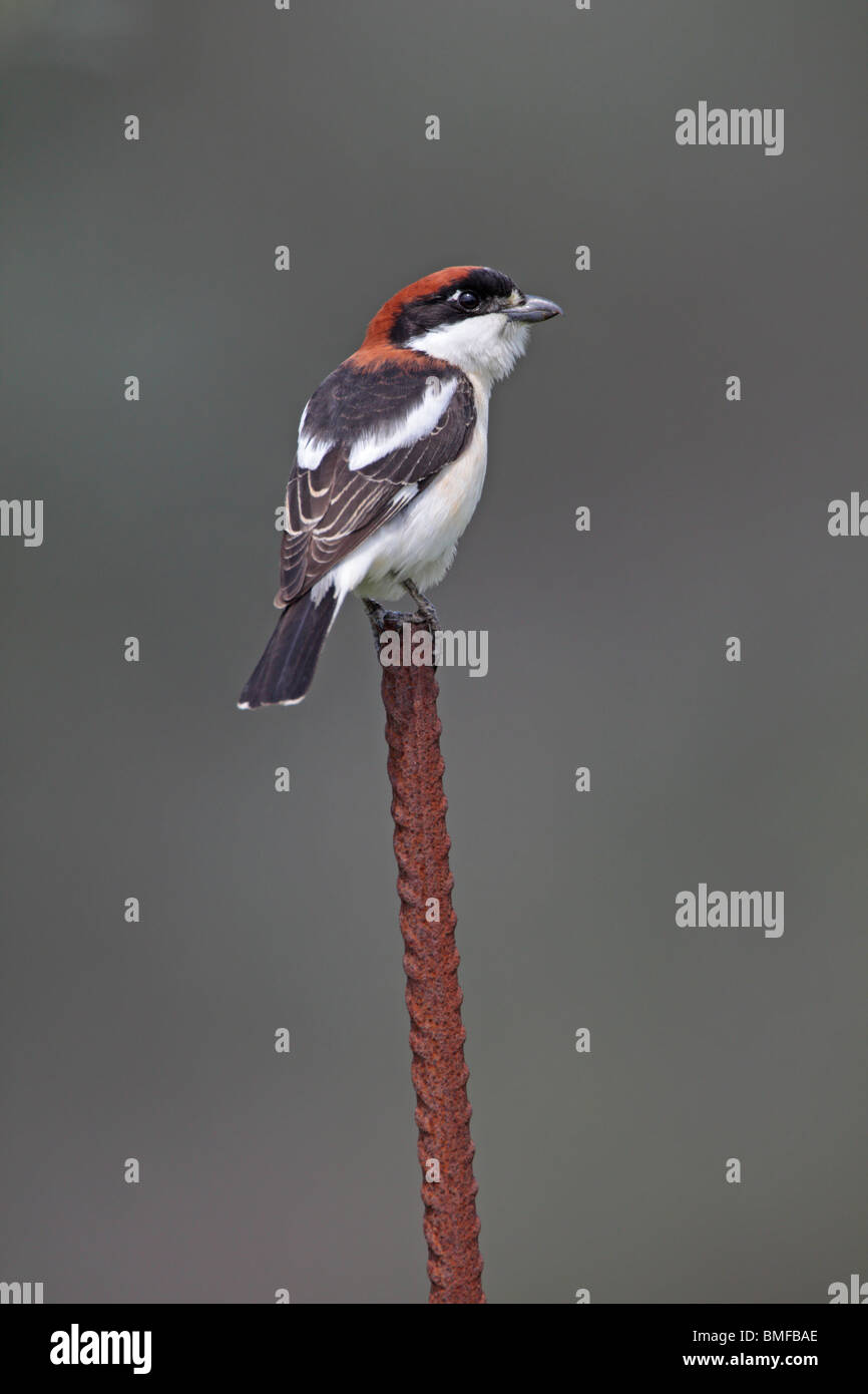 Woodchat Shrike Spring Migration Hi res Stock Photography And Images woodchat-shrike-spring-migration-hi-res-stock-photography-and-images