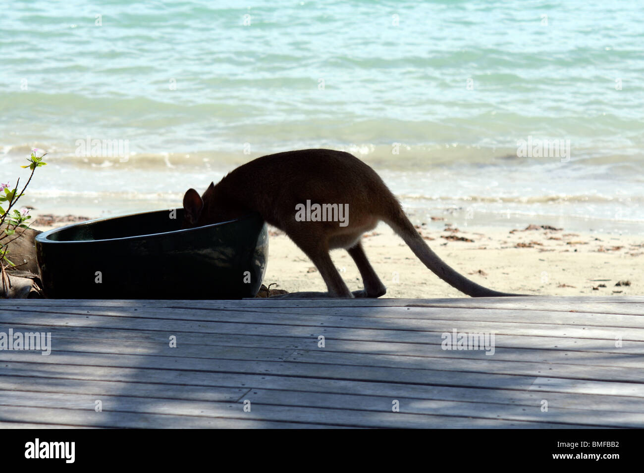 An Australian wallaby taking a drink by the beach, Whitsunday islands, Great Barrier Reef. Stock Photo