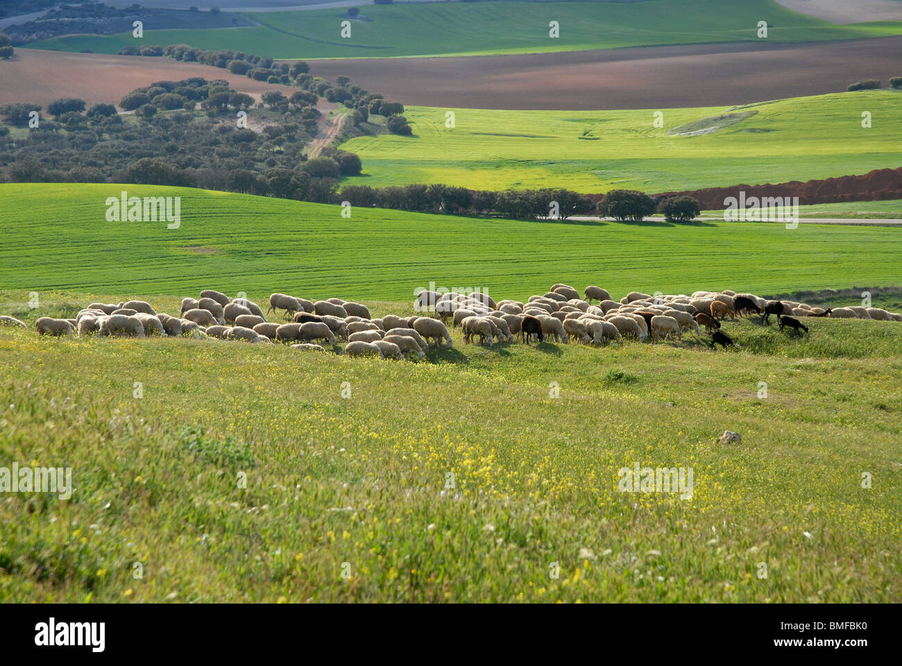 view with sheep and goats, from Roman ruins of Segobriga, near Saelices, Cuenca Province, Castile-La Mancha, Spain Stock Photo