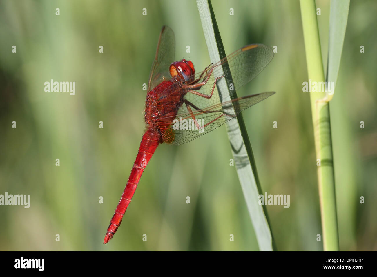 Male Scarlet Dragonfly Crocothemis erythraea Stock Photo