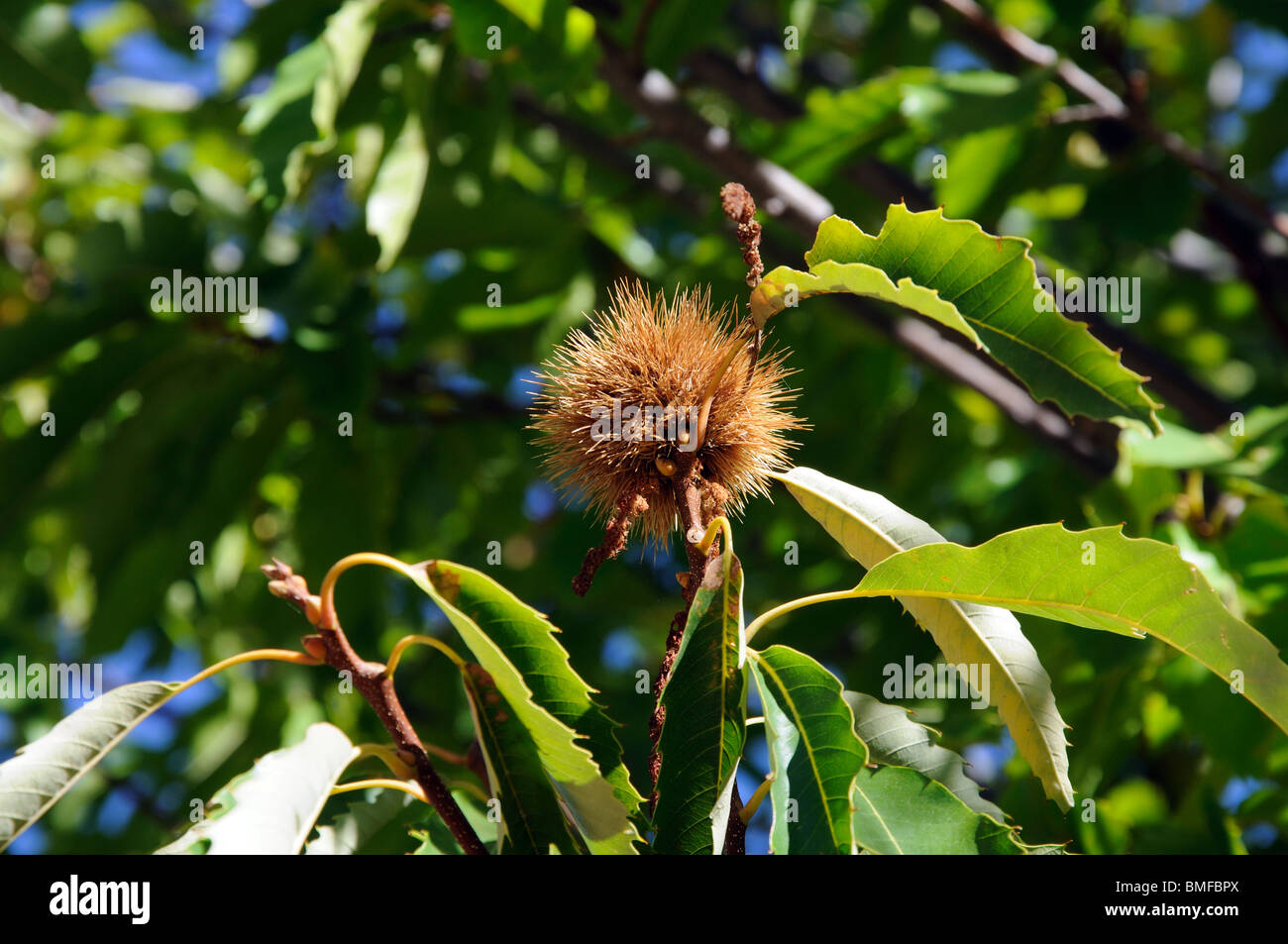 Ripe chestnut on tree , Igualeja, Serrania de Ronda, Malaga Province, Andalucia, Spain, Western Europe. Stock Photo