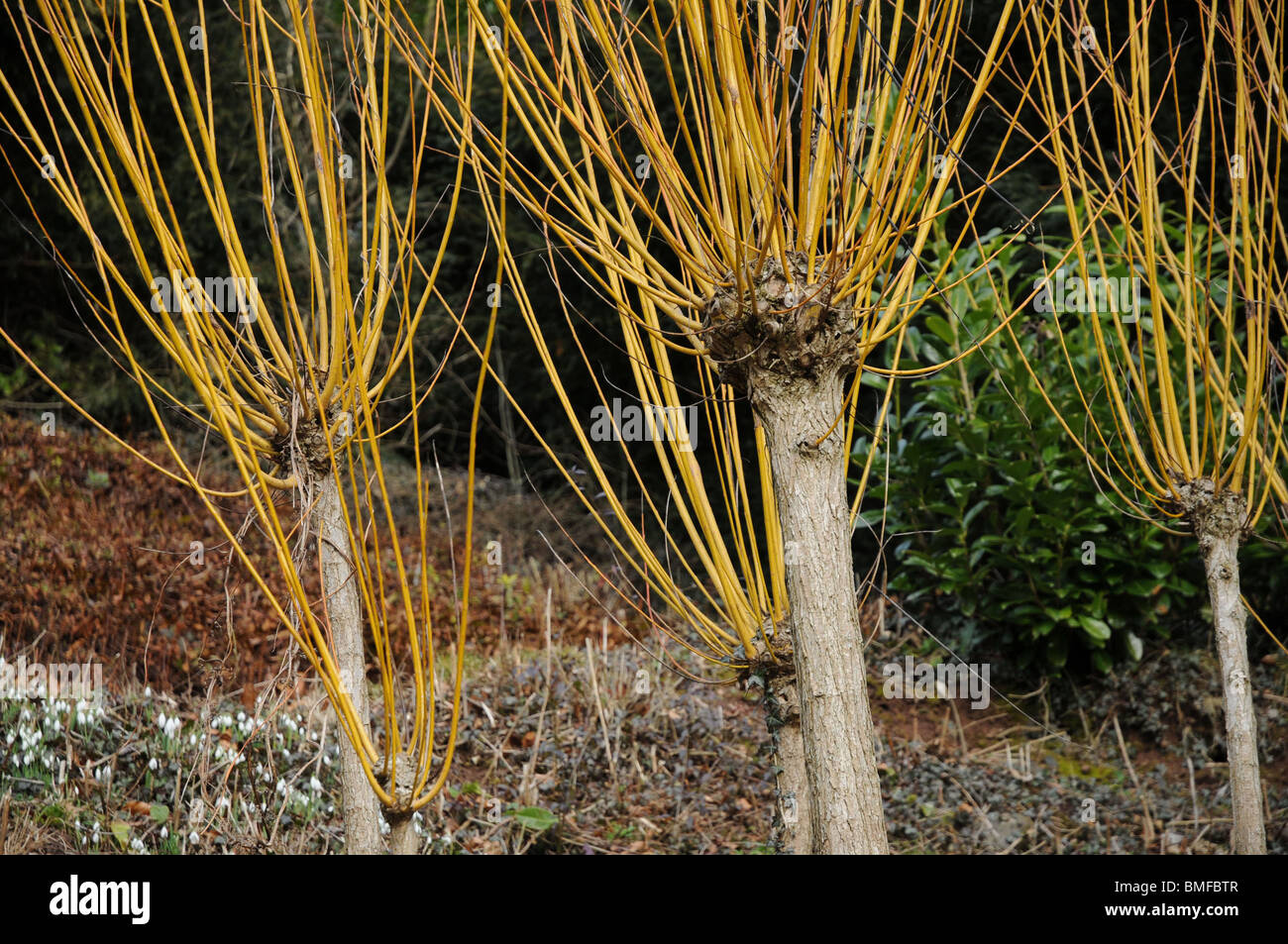Clipped Broom Trees Stock Photo Alamy