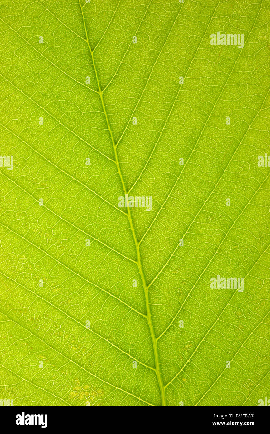 Close-up of a leaf showing veins Stock Photo - Alamy