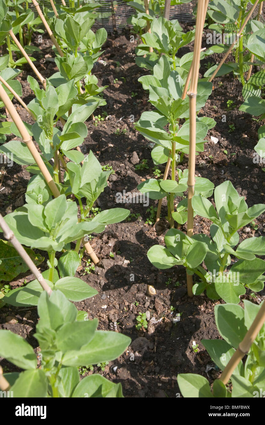 Broad bean plants growing in a garden vegetable patch Stock Photo